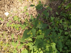 Sigesbeckia orientalis