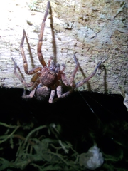 Tomopisthes horrendus
