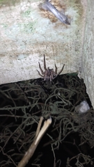Tomopisthes horrendus