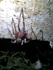 Tomopisthes horrendus