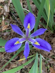 Iris brevicaulis