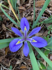 Iris brevicaulis