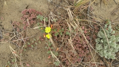 Chorizanthe cuspidata cuspidata