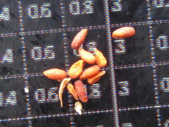 Elsholtzia splendens