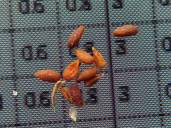 Elsholtzia splendens