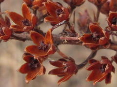 Lysimachia clethroides