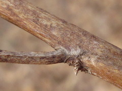 Lysimachia clethroides
