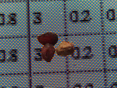 Lysimachia clethroides