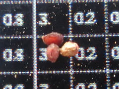 Lysimachia clethroides