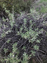 Salvia apiana × mellifera