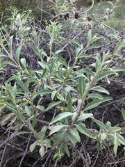 Salvia apiana × mellifera