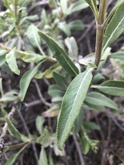 Salvia apiana × mellifera