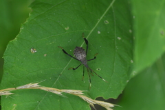 Acanthocephala