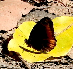 Pedaliodes symmachus