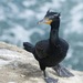 Double-crested Cormorant - Photo (c) Bridget Spencer, some rights reserved (CC BY-NC), uploaded by Bridget Spencer