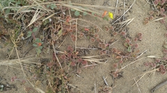 Chorizanthe cuspidata cuspidata