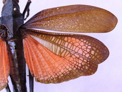 Taeniopoda