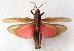 Xyleus discoideus mexicanus