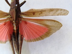 Xyleus discoideus mexicanus