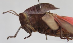 Xyleus discoideus mexicanus