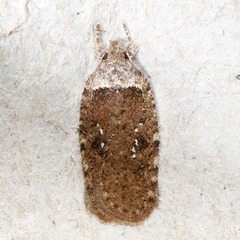 Agonopterix clemensella