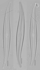 Gyrosigma acuminatum