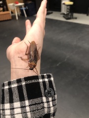 Periplaneta americana