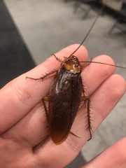 Periplaneta americana