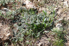 Plagiobothrys arizonicus