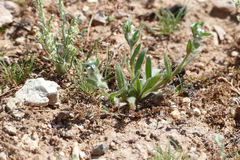 Plagiobothrys arizonicus