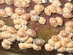 Eriococcus coriaceus