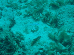 Ptereleotris microlepis