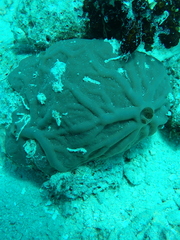 Clathria eurypa