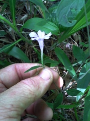 Ruellia pedunculata