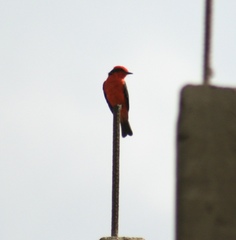 Pyrocephalus rubinus