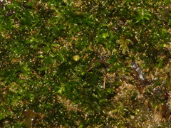 Diphyscium mucronifolium