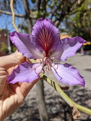Bauhinia variegata