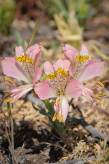 Alstroemeria hookeri