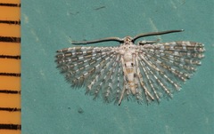 Alucita pygmaea
