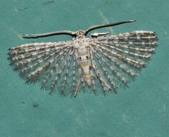 Alucita pygmaea