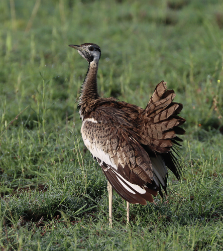 Black-bellied Bustard