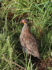 Pternistis rufopictus
