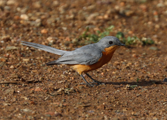 Melaenornis semipartitus