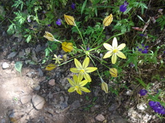 Triteleia ixioides scabra