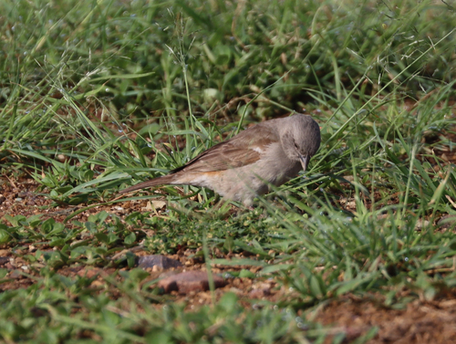 Swahili Sparrow (Passer suahelicus), photo 7