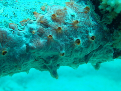 Monanchora clathrata