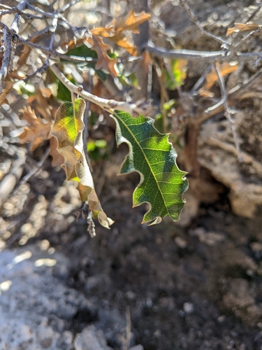 Image of Quercus pungens by (c) Rachel Stringham, some rights reserved (CC BY)