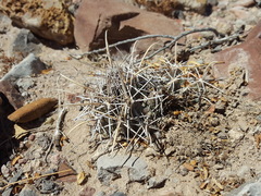 Coryphantha robustispina