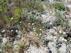 Spergularia macrotheca longistyla