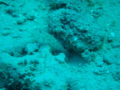 Ctenogobiops mitodes